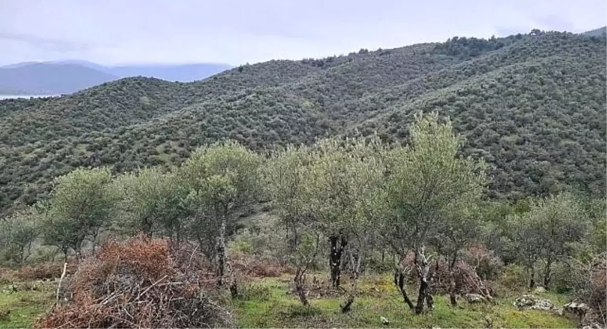 Durağan’da Delice Zeytin Projesi