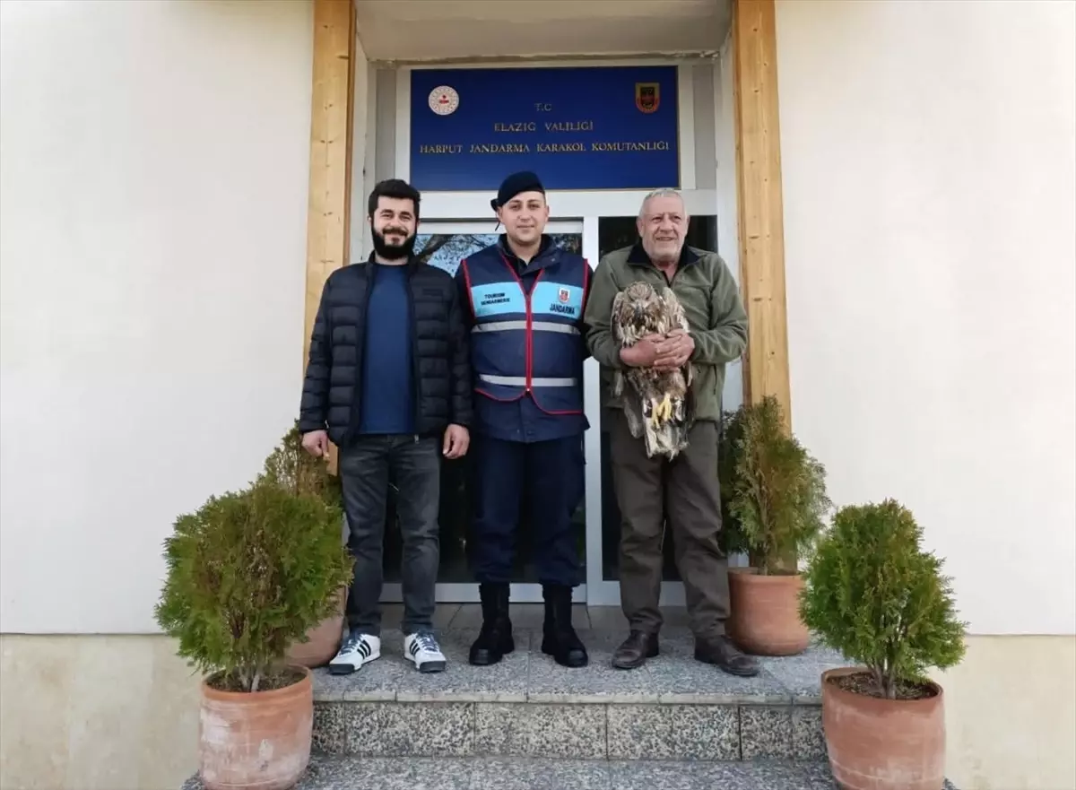 Yaralı Kaya Kartalı Tedavi Ediliyor
